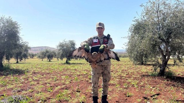 Kilis'te yaralı kızıl şahin bulundu