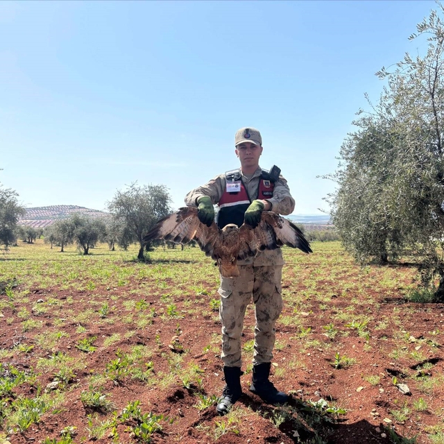 Kilis'te yaralı kızıl şahin bulundu