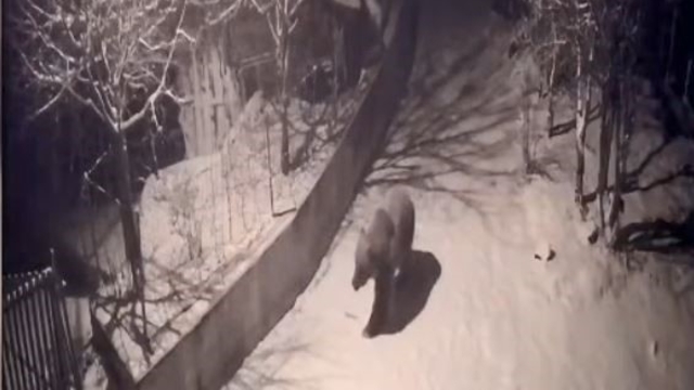 Artvin'de aç kalan ayılar köylere indi