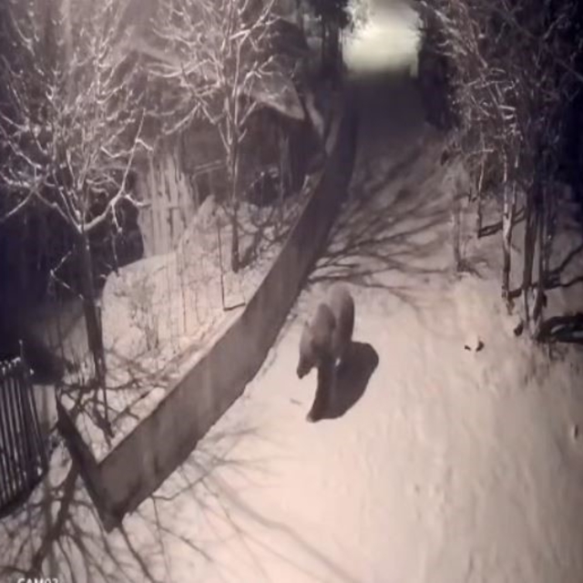 Artvin'de aç kalan ayılar köylere indi