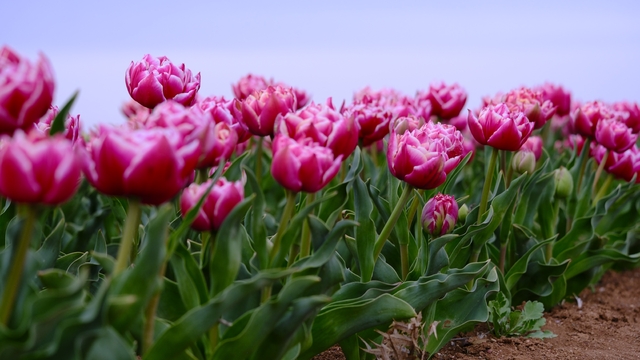 Karaman'da lale tarlası ziyaretçilerine hazırlanıyor