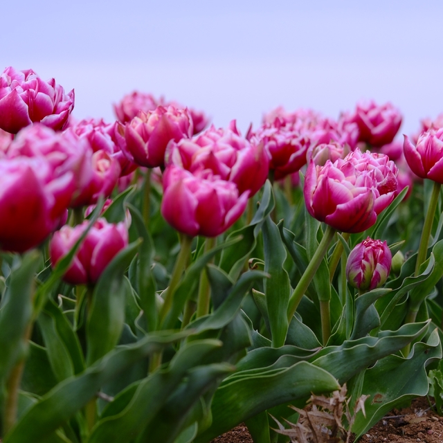 Karaman'da lale tarlası ziyaretçilerine hazırlanıyor