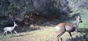 Karacalar kamerada Ganos Dağı’nda fotokapana 3 karaca yansıdı