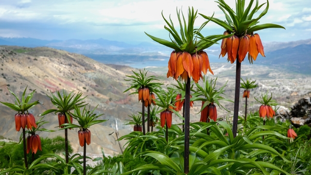Sakız Dağı'nda ters laleler görsel şölen sunuyor