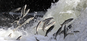 Yağışlar yüz güldürdü, inci kefali üreme sezonuna güçlü giriyor