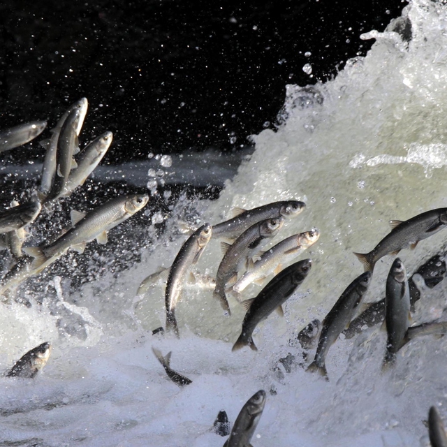Yağışlar yüz güldürdü, inci kefali üreme sezonuna güçlü giriyor