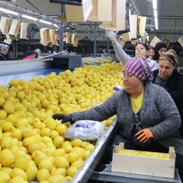 Türkiye'nin 3 aylık yaş meyve sebze ihracatını Doğu Akdeniz illeri sırtladı