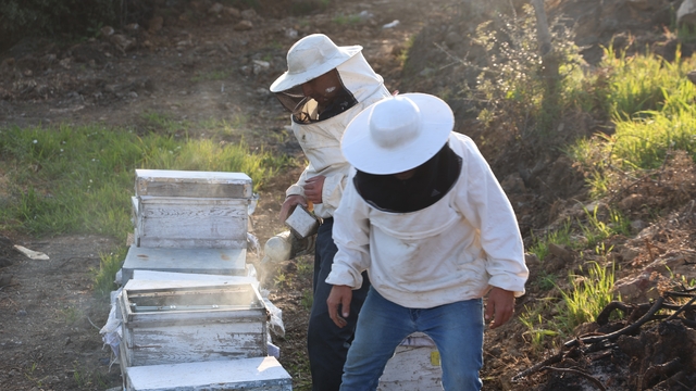 Aydın'da arı kolonileri gençleşiyor, arıcılar sezondan umutlu