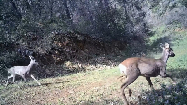 Karacalar kamerada
Ganos Dağı'nda fotokapana 3 karaca yansıdı
