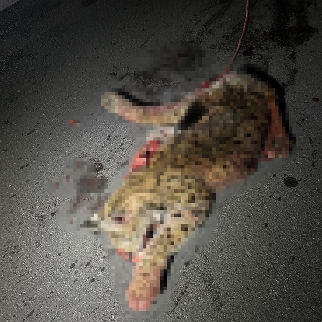 Otomobilin çarptığı koruma altındaki vaşak telef oldu