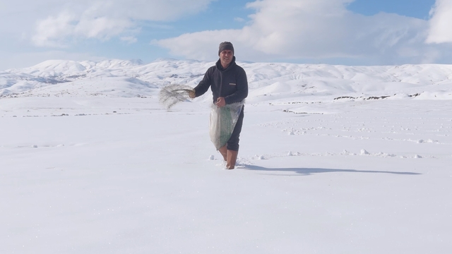 Karla kaplı tarlaya yonca ekti