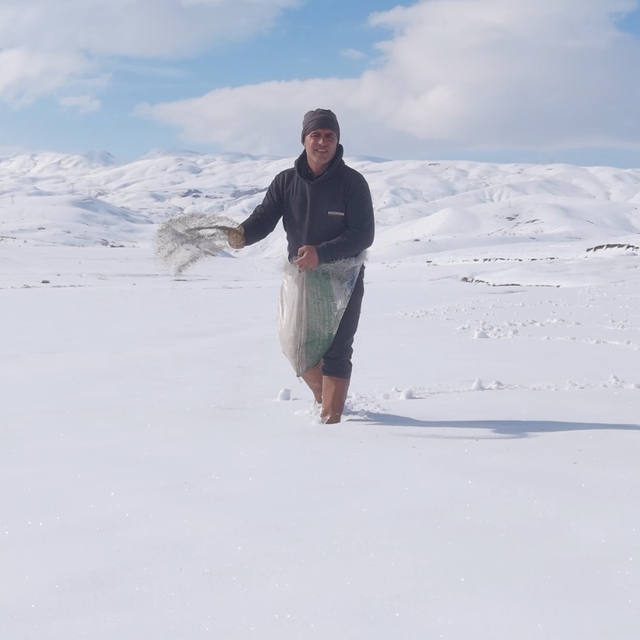 Karla kaplı tarlaya yonca ekti