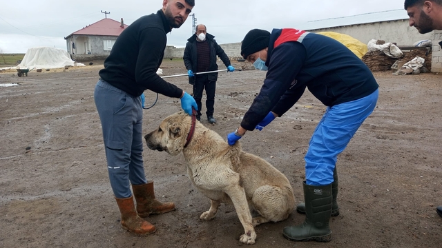 Adilcevaz'da köpeklere kuduz aşısı yapılıyor