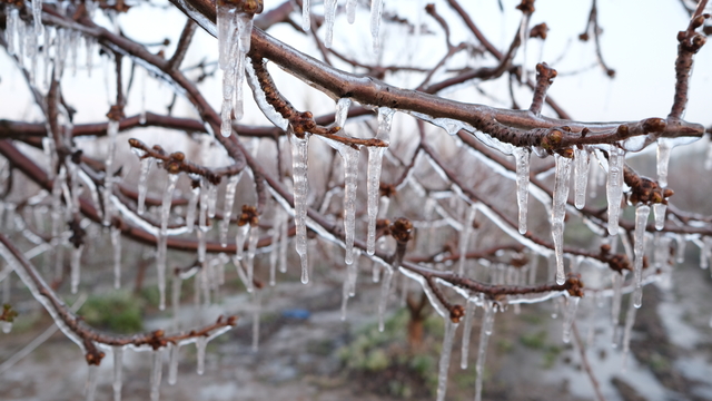 Elma üreticisi, zirai dona karşı 'Spring' yöntemini uyguladı
