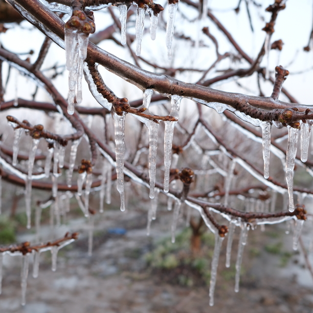Elma üreticisi, zirai dona karşı 'Spring' yöntemini uyguladı