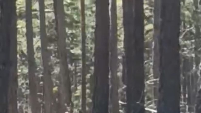 Geyik sürüsü amatör kameraya yansıdı