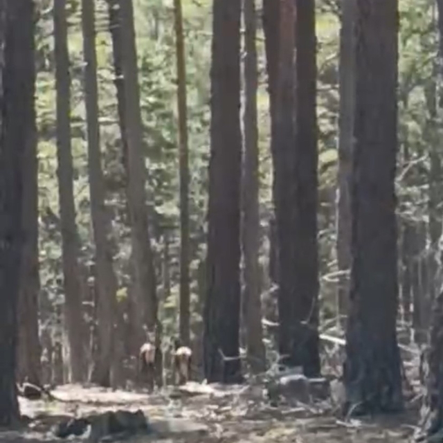 Geyik sürüsü amatör kameraya yansıdı