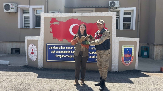 Kilis'te yaralı bulunan kızıl şahin koruma altına alındı