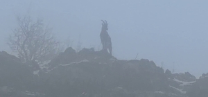 Sisli havada dağ keçileri eşsiz görüntüler oluşturdu