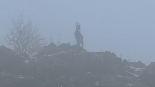 Sisli havada dağ keçileri eşsiz görüntüler oluşturdu