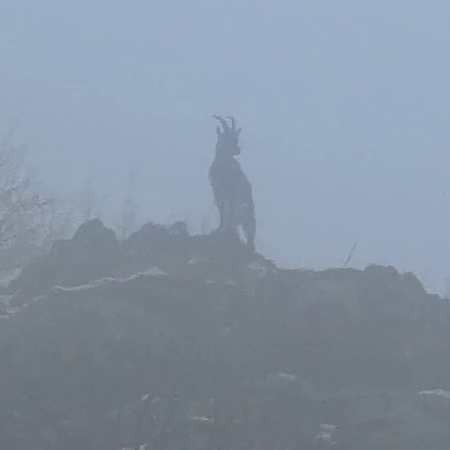 Sisli havada dağ keçileri eşsiz görüntüler oluşturdu