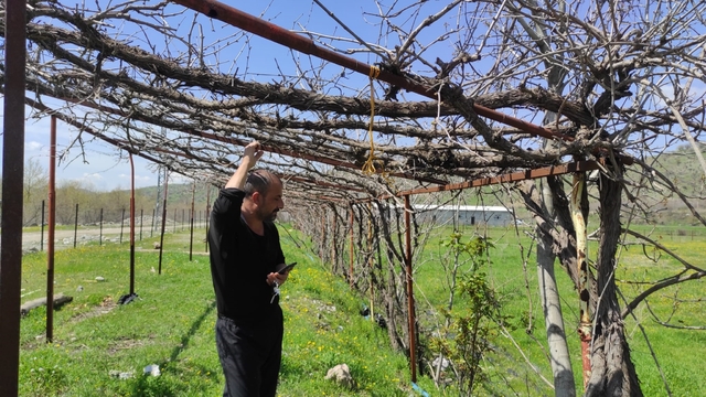 Batman'da ani hava değişimleri meyve bahçelerini vurdu