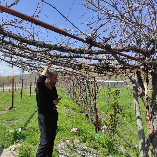 Batman'da ani hava değişimleri meyve bahçelerini vurdu