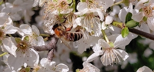 Bolu’da baharın gelmesiyle arılar harekete geçti