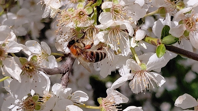Bolu'da baharın gelmesiyle arılar harekete geçti