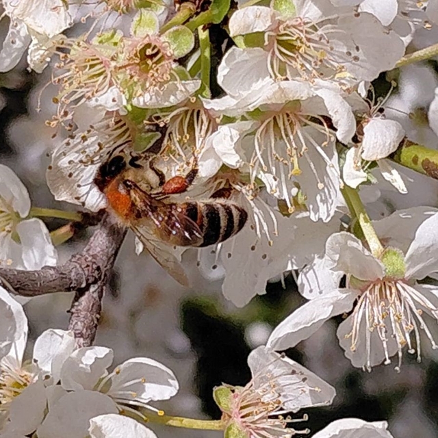 Bolu'da baharın gelmesiyle arılar harekete geçti