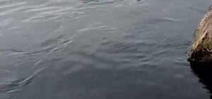 Su samuru oltaya takılan balığı yakalayıp kaçtı