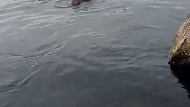 Su samuru oltaya takılan balığı yakalayıp kaçtı