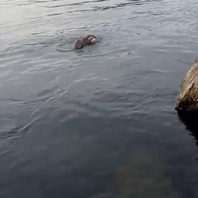 Su samuru oltaya takılan balığı yakalayıp kaçtı