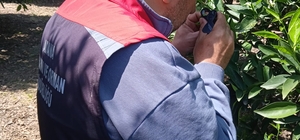 Tarımda biyolojik mücadele seferberliği