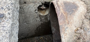 İskenderun'da rögar borusuna düşen yavru kediler kurtarıldı