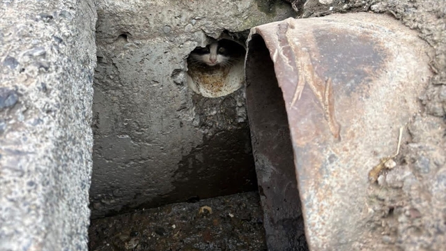 İskenderun'da rögar borusuna düşen yavru kediler kurtarıldı