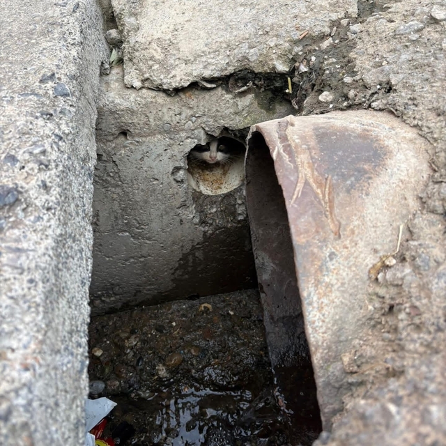 İskenderun'da rögar borusuna düşen yavru kediler kurtarıldı