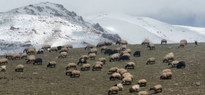 Yüksekova'da küçükbaş hayvanlar meraya çıktı
