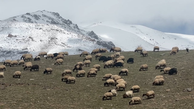 Yüksekova'da küçükbaş hayvanlar meraya çıktı