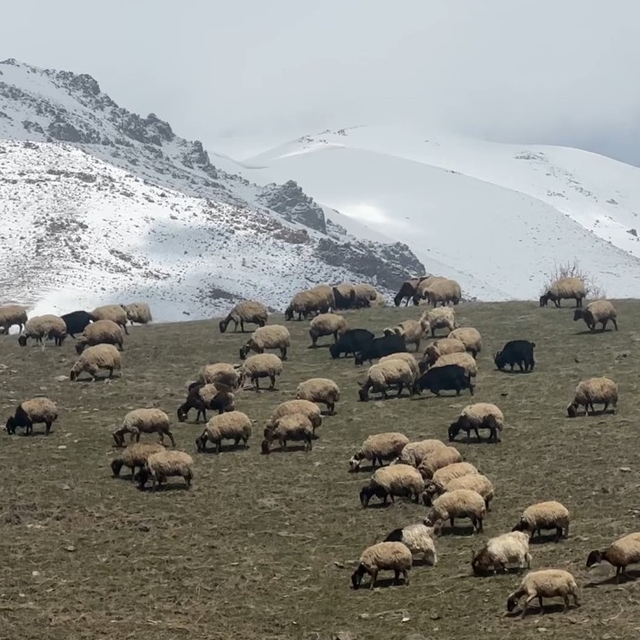 Yüksekova'da küçükbaş hayvanlar meraya çıktı