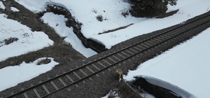 Kars'ta drone ile karşılaşan boz ayı kamerada: Merak, tedirginlik ve kaçış