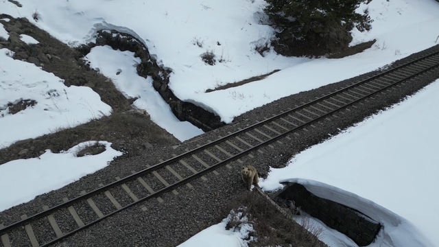 Kars'ta drone ile karşılaşan boz ayı kamerada: Merak, tedirginlik ve kaçış
