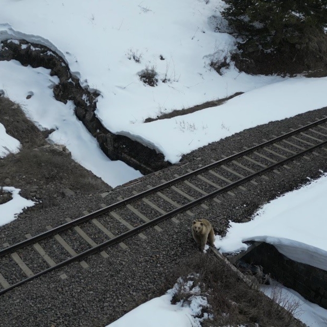 Kars'ta drone ile karşılaşan boz ayı kamerada: Merak, tedirginlik ve kaçış