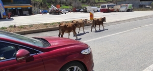 Batman'da yola çıkan büyükbaş hayvanlar sürücülere zor anlar yaşatıyor