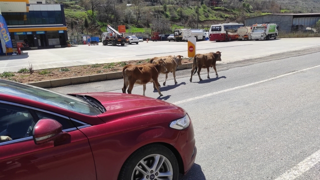 Batman'da yola çıkan büyükbaş hayvanlar sürücülere zor anlar yaşatıyor