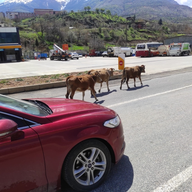 Batman'da yola çıkan büyükbaş hayvanlar sürücülere zor anlar yaşatıyor