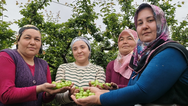 Mersin'de açıkta erik hasadı başladı, fiyatı 200 TL'ye kadar düştü