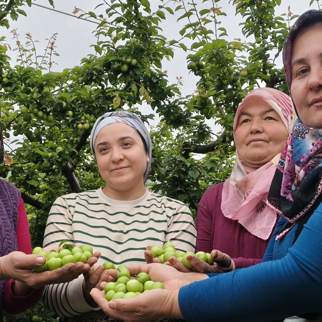 Mersin'de açıkta erik hasadı başladı, fiyatı 200 TL'ye kadar düştü