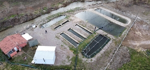 Kaynak suyunda yetişiyor, vatandaş taze taze alıp gidiyor