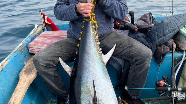 Hobi olarak olta balıkçılığı yapan öğretmen 60 kiloluk orkinos yakaladı